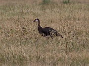 Spur-winged goose (plectropterus gambensis), Ngorongoro crater